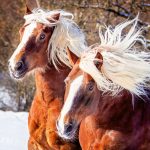 Realsystem Lemeznaptár 16 Hónapos Lovak-Christiane Slawik 2026