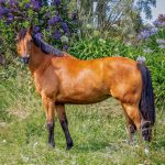 Realsystem Lemeznaptár 16 Hónapos Lovak-Christiane Slawik 2026