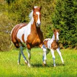 Realsystem Lemeznaptár 16 Hónapos Lovak-Christiane Slawik 2026