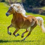 Realsystem Lemeznaptár 16 Hónapos Lovak-Christiane Slawik 2026