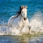 Realsystem Lemeznaptár 16 Hónapos Lovak-Christiane Slawik 2026