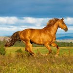 Realsystem Lemeznaptár 16 Hónapos Lovak-Christiane Slawik 2026