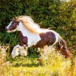 Realsystem Lemeznaptár 16 Hónapos Lovak-Christiane Slawik 2026