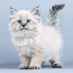 Realsystem Lemeznaptár 16 Hónapos Kiscicák 2026