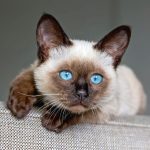 Realsystem Lemeznaptár 16 Hónapos Kiscicák 2026