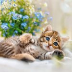 Realsystem Lemeznaptár 16 Hónapos Kiscicák 2026