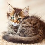 Realsystem Lemeznaptár 16 Hónapos Kiscicák 2026