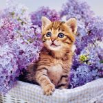 Realsystem Lemeznaptár 16 Hónapos Kiscicák 2026