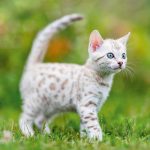 Realsystem Lemeznaptár 16 Hónapos Kiscicák 2026