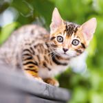 Realsystem Lemeznaptár 16 Hónapos Kiscicák 2026