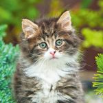 Realsystem Lemeznaptár 16 Hónapos Kiscicák 2026