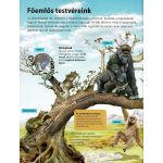 Napraforgó Az emberiség története - A kezdetek