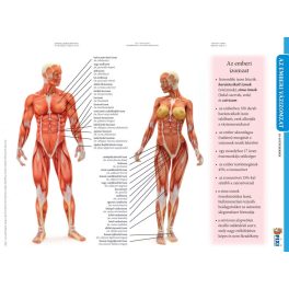   Fixi Tanulói munkalap A/4 Duo Kétoldalas Az Emberi Vázizomzat