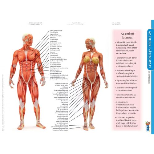 Fixi Tanulói munkalap A/4 Duo Kétoldalas Az Emberi Vázizomzat